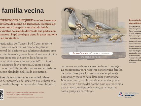 Spanish Gambel's Quail species sign with descriptive text and color illustration. 